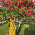 Rabia