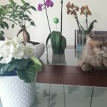 Ayse