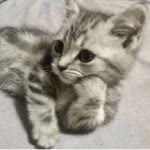 Özlem