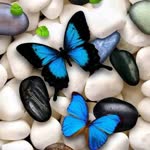 Seher