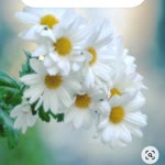 Canan