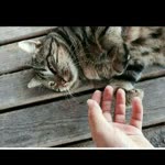 Hazal