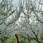 Songul