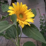 Zeynep