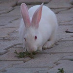 Alper