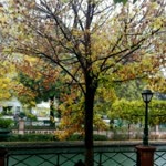 Elifgül