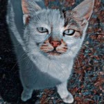 Siyar
