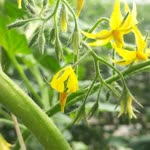 Agro