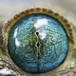 Metin
