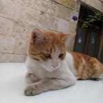 Gülcan