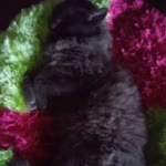 Elif