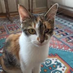 Kedi