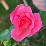 Nurcan