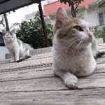 Emine