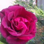 Seher