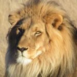 Timur