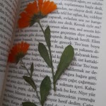 Emel