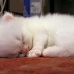 Salih