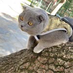 Onur