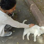 Buse