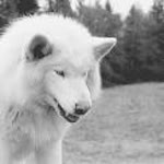 Berke