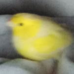 Batu