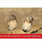 Meral