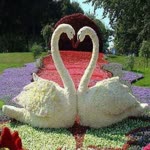 Yonca