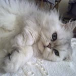 Dilek