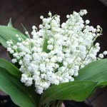 Nihal