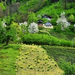 İlyas