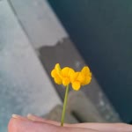 Mseda