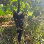 Ulaş