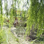 Ayhan