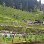 Neşe