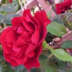 Davut