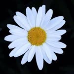 Elif