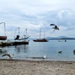 Duygu