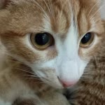 Nazlı