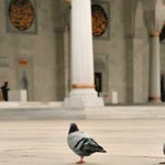 Gökçe