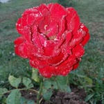 Sedat