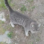 Doğan