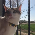 Selin