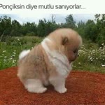 Gülnar