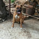 Bulent