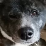 Luba