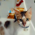 Ebru