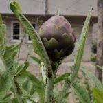 Tuğba