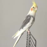 Seyfi