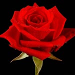 Rabia